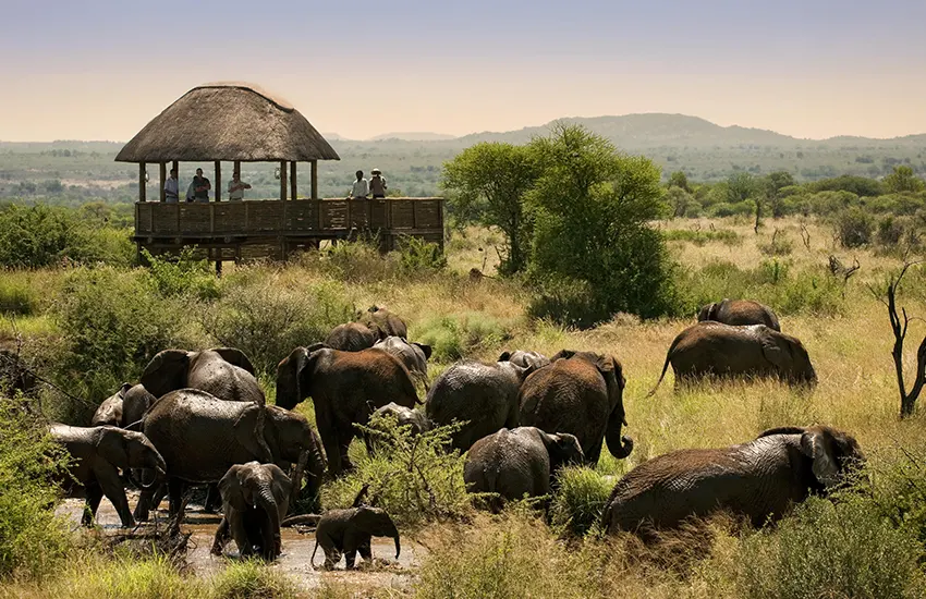 South Africa safari holiday holiday