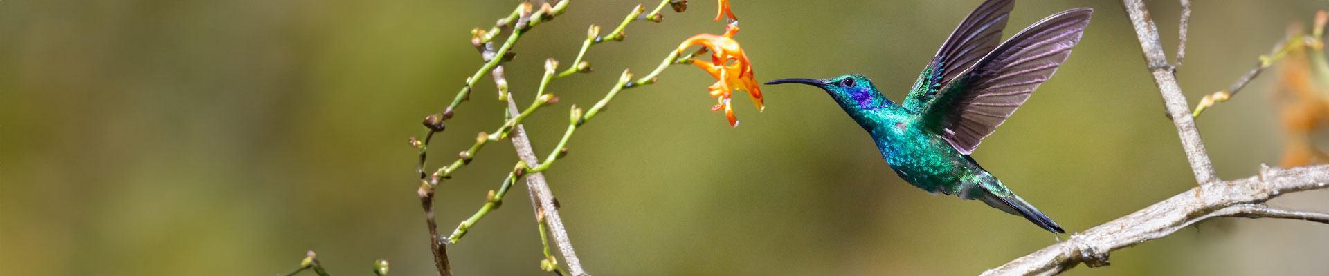 2023 Global Birdfair
