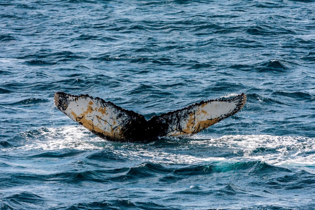 A whale's tail fluke disappears into the icy waters of Antarctica