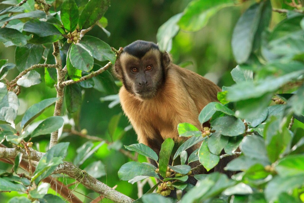 capuchinmonkey