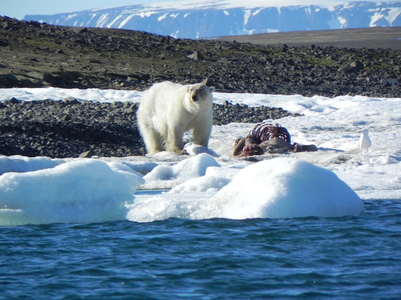 The Arctic polar bear