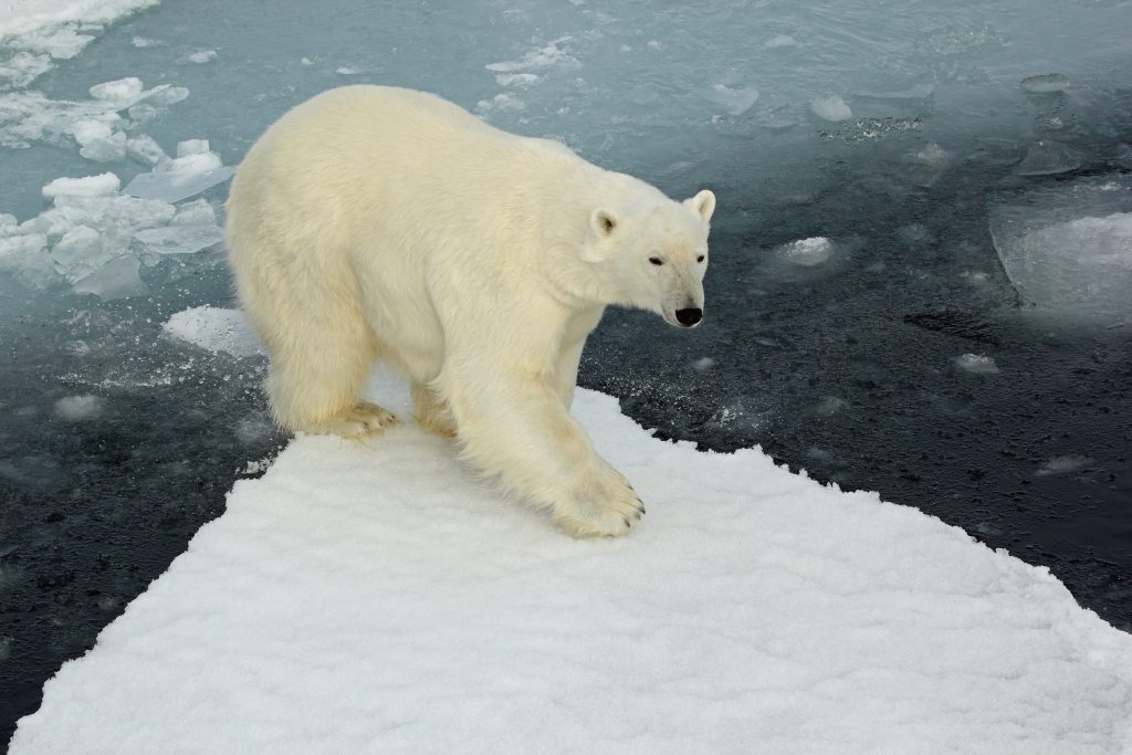 Polar Bear Photo taken by Brian Clasper