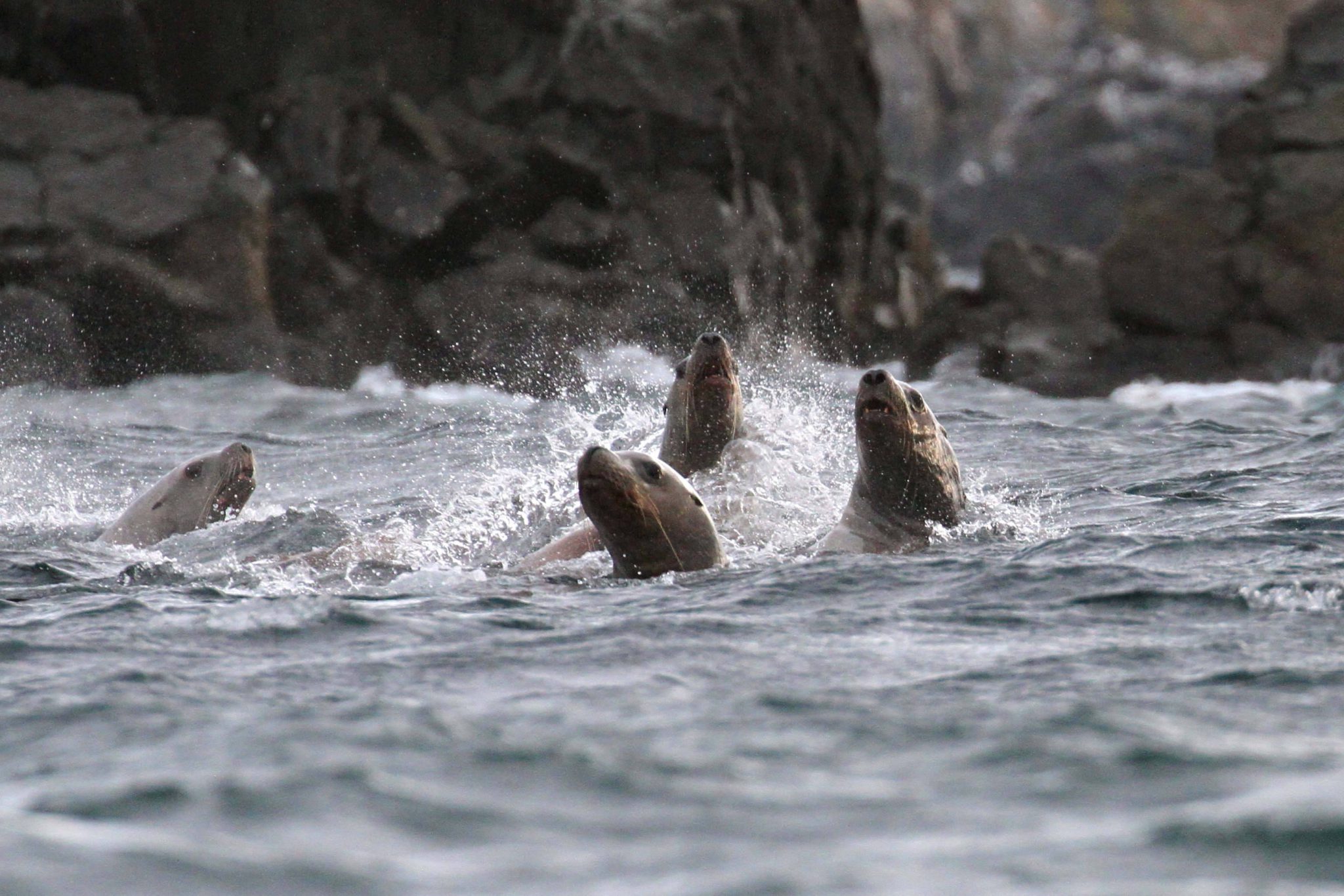 sea lions frolicking in the water