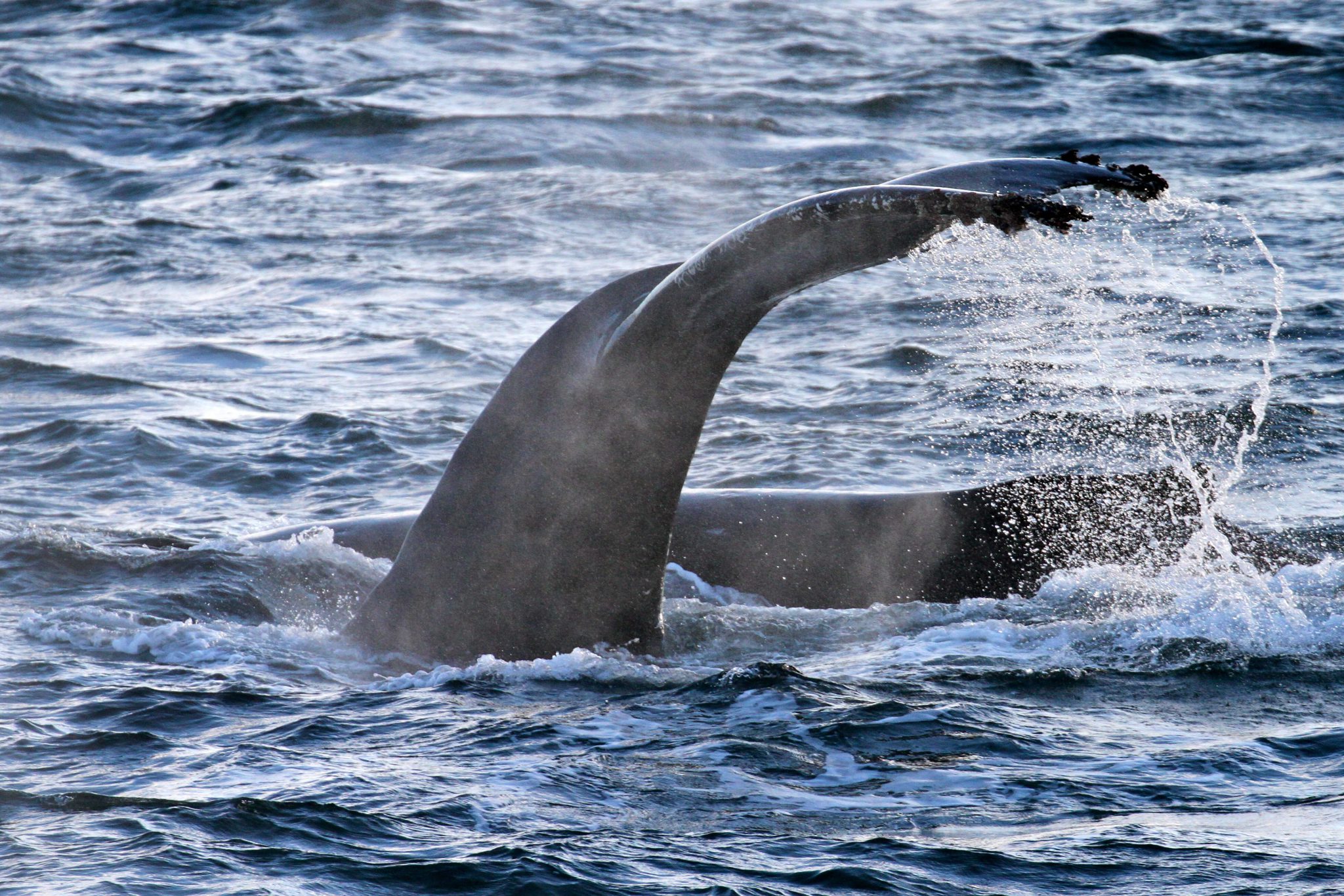 The Tail Fluke of Whale taken from the the Spirit of Enderby.