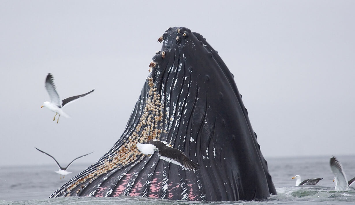 whale spotting drake passage