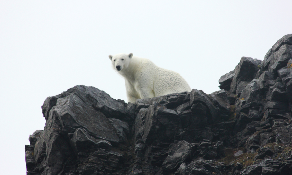 polar bear encounter on an arctic wildlife cruise