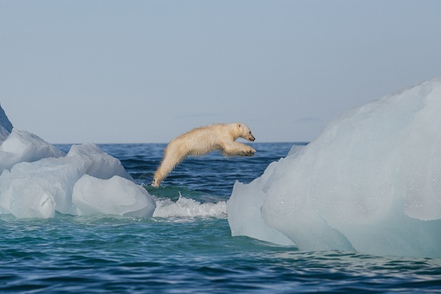 Polar Bear Jumping Icebergs