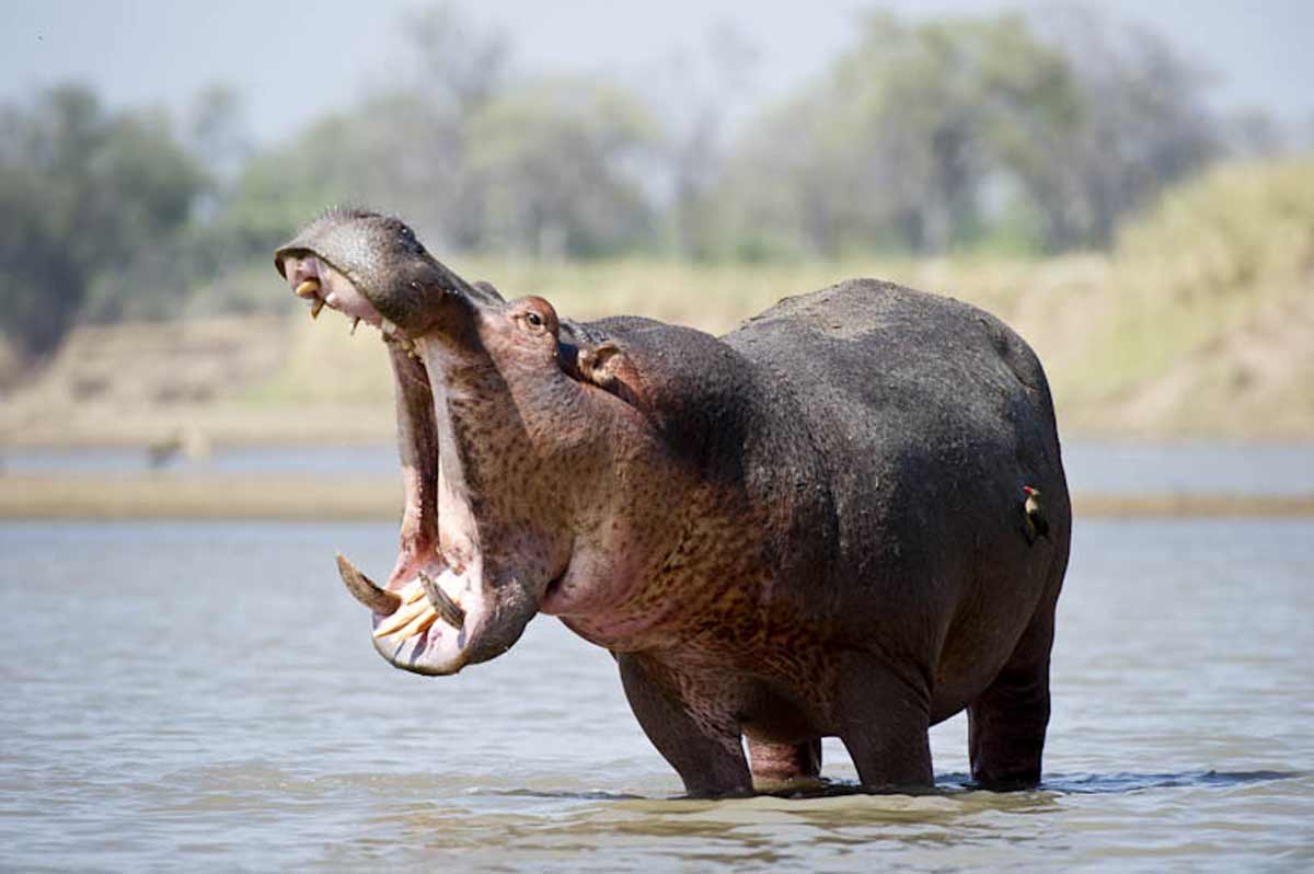 hippo on a walking safari