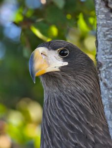 Stellers-sea-eagle