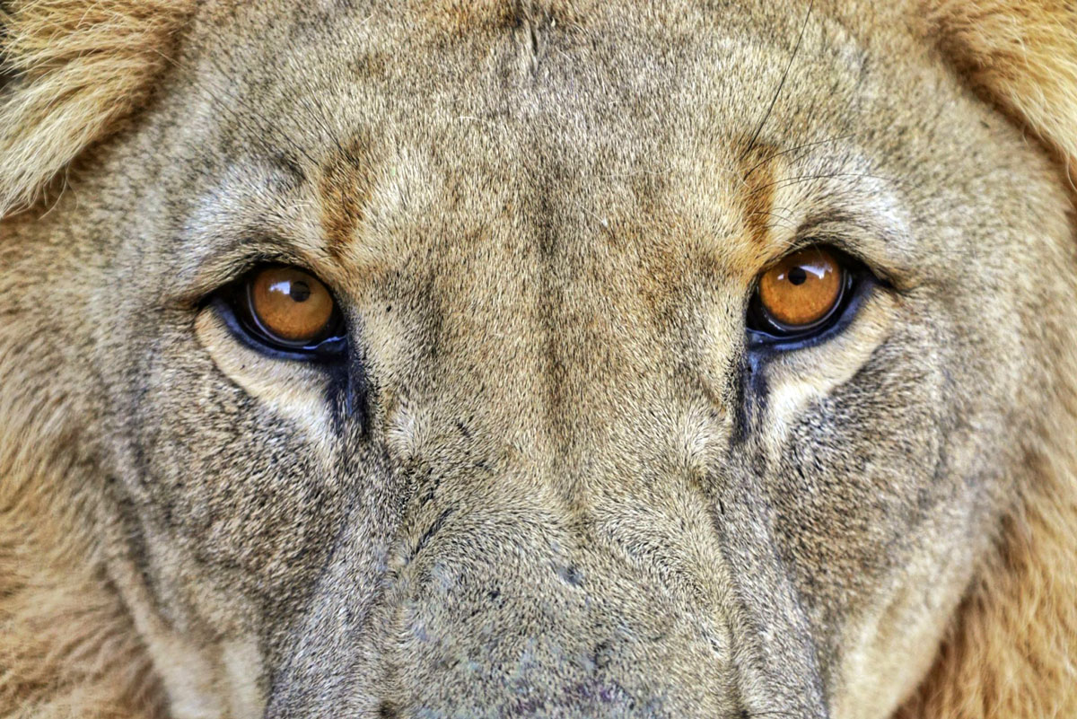 Lions Eyes