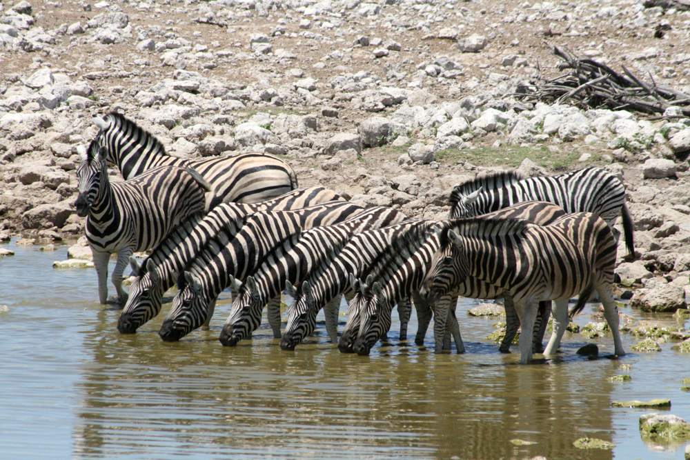 Zebra in Etosha National Park 