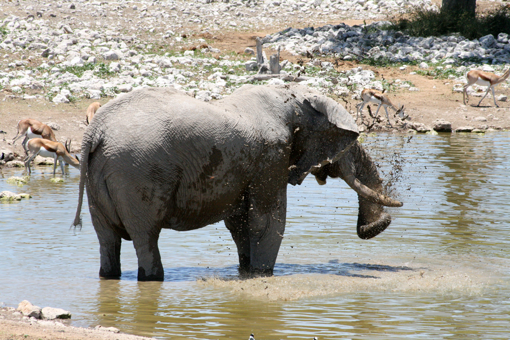 Wildlife in Etosha National Park 