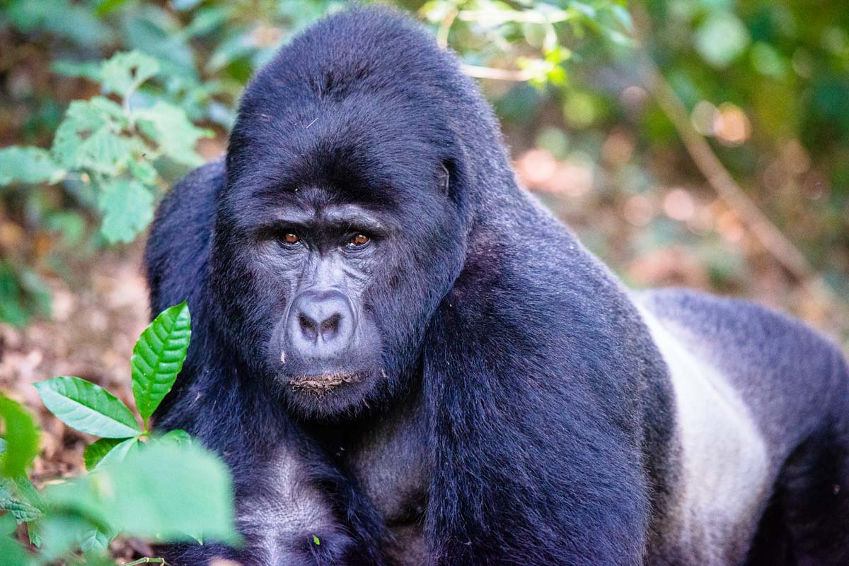 Gorilla In Uganda
