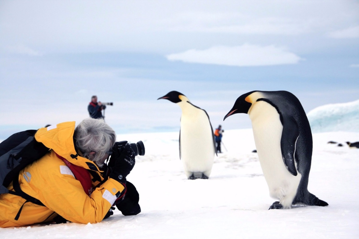The Pecking Order Of Penguins - Wildfoot Travel Journal