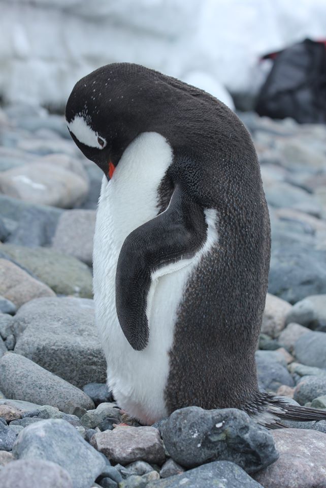 A Penguin In Antarctica