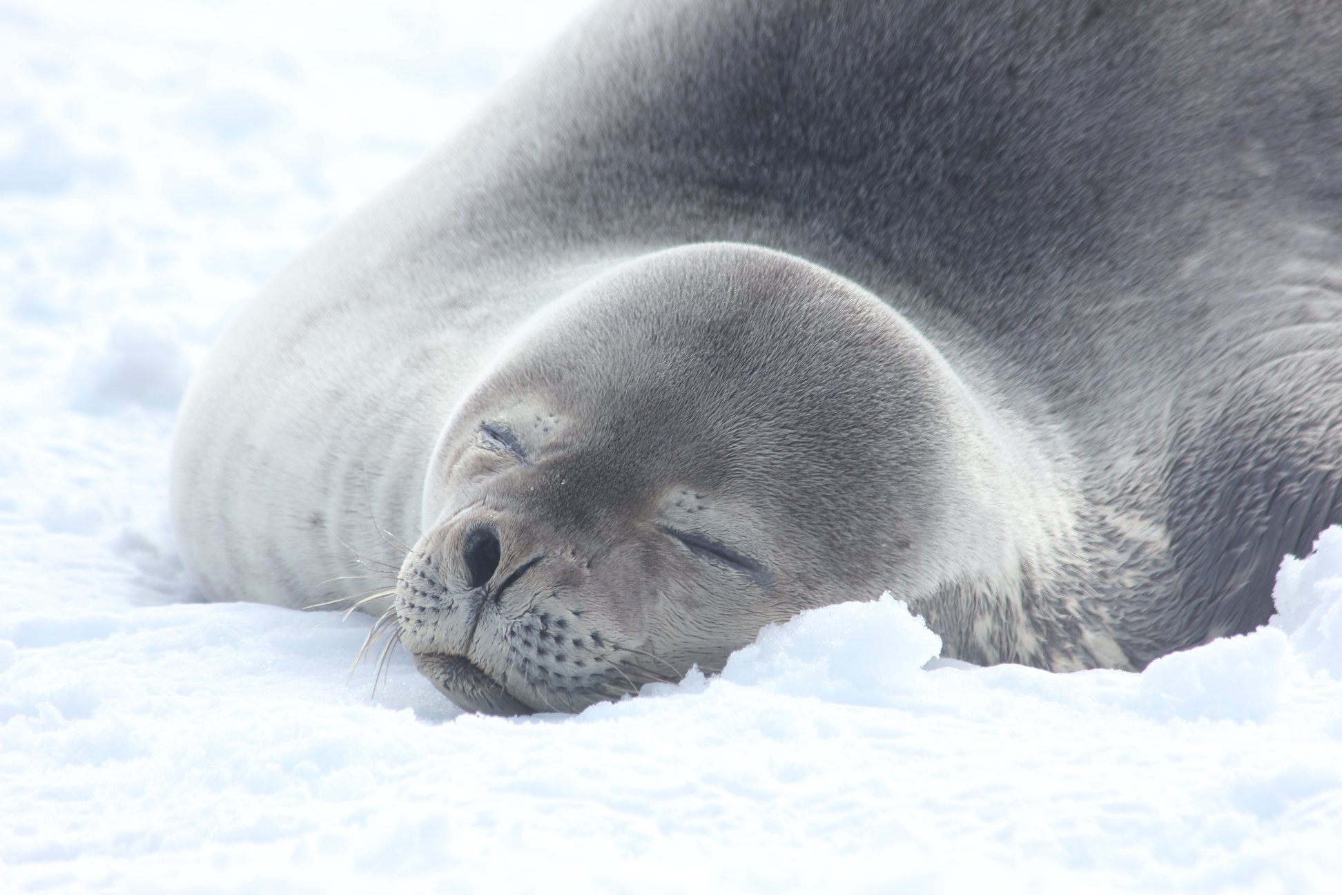 A seal In Antarctica