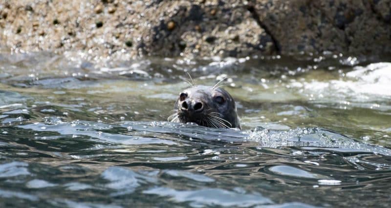 wildlife photography of an Atlantic seal