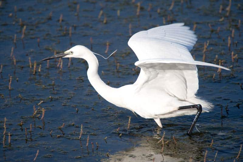 wildlife photography of a Little Egret in Cornwall