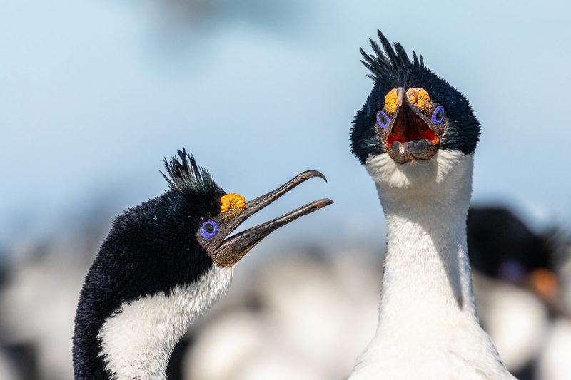 Birds create amazing wildlife photography opportunities in the Falklands