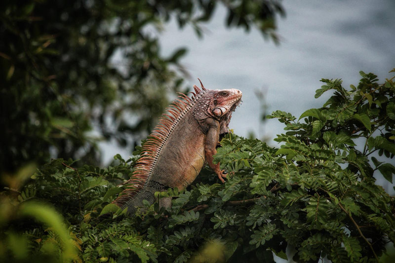 reptiles in costa rica