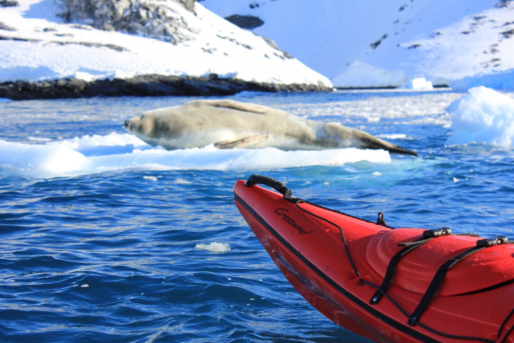 Kayaking offers a tranquil stealth that allows you to get closer to nature