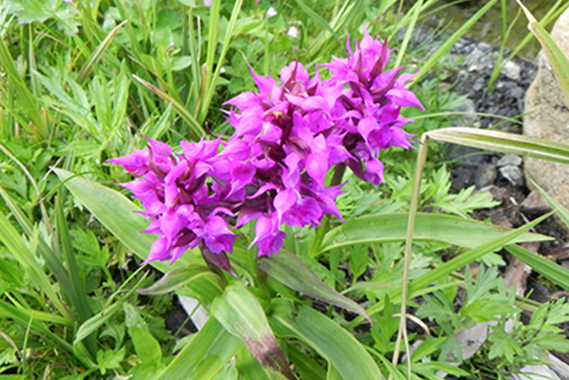 flowers2
