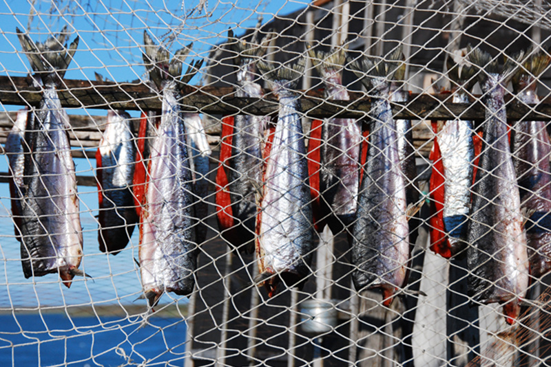 salmon