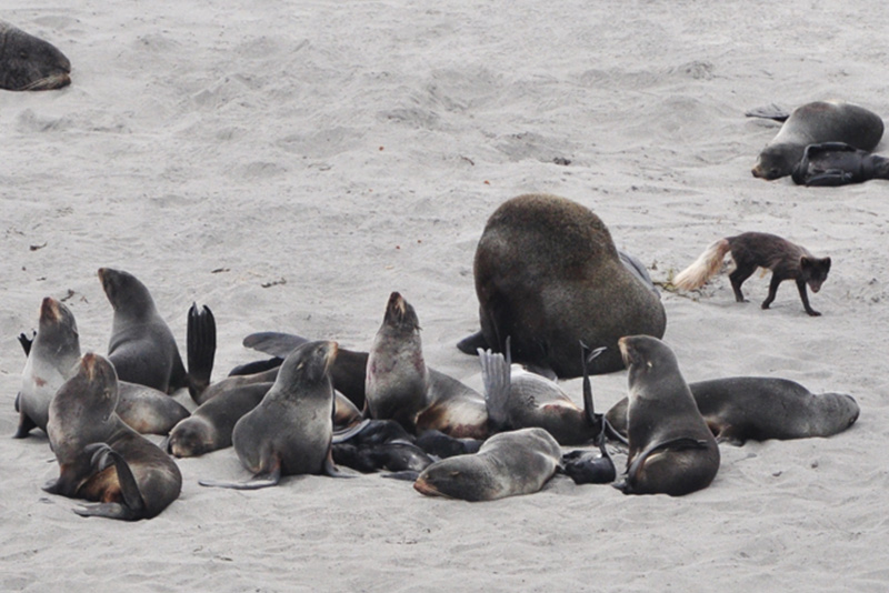 seals