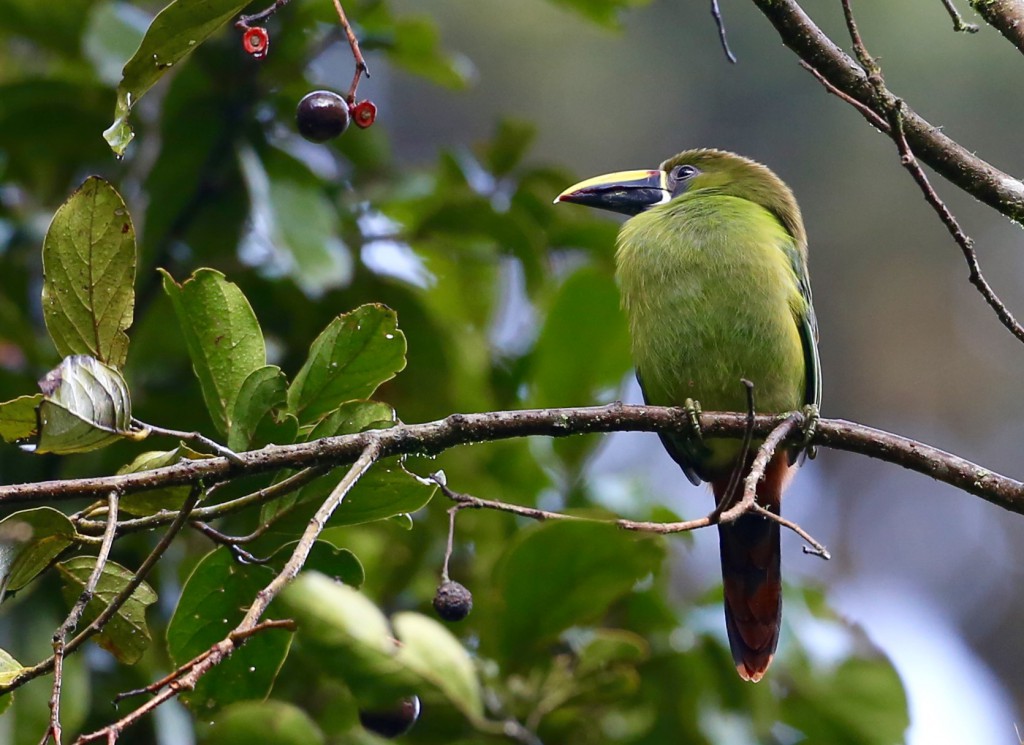 Bird 1