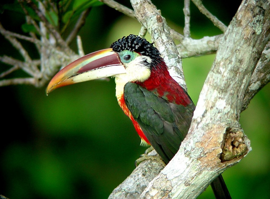 Aracari