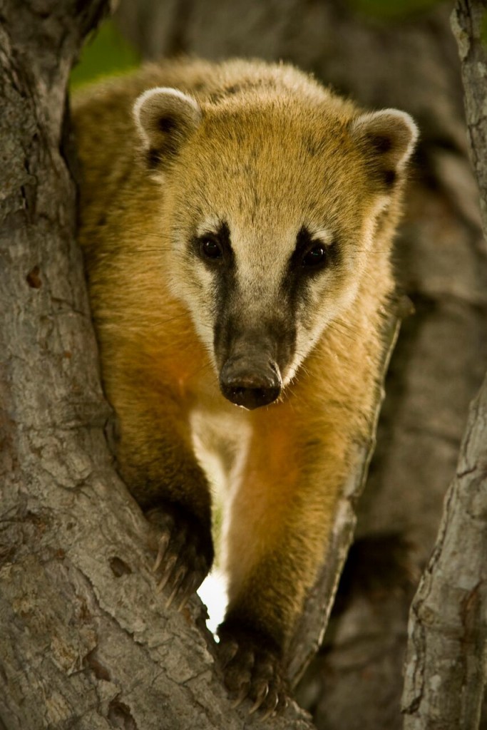 coati