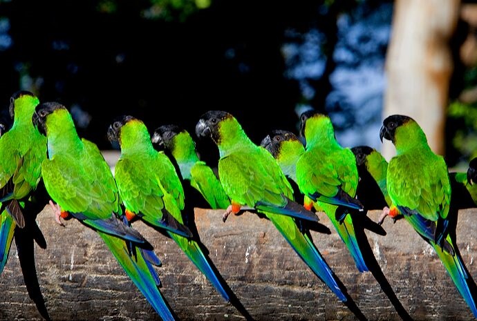 parrots