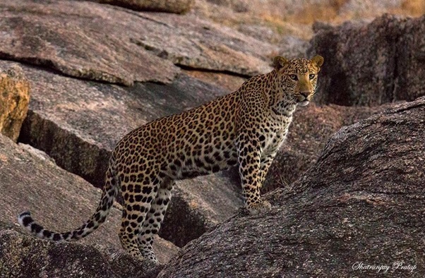 leopard_1