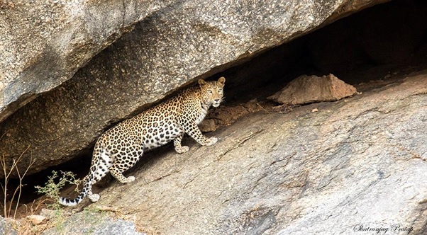 leopard_2
