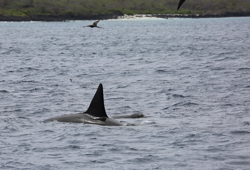 Orcas provide a highlight for many visitors
