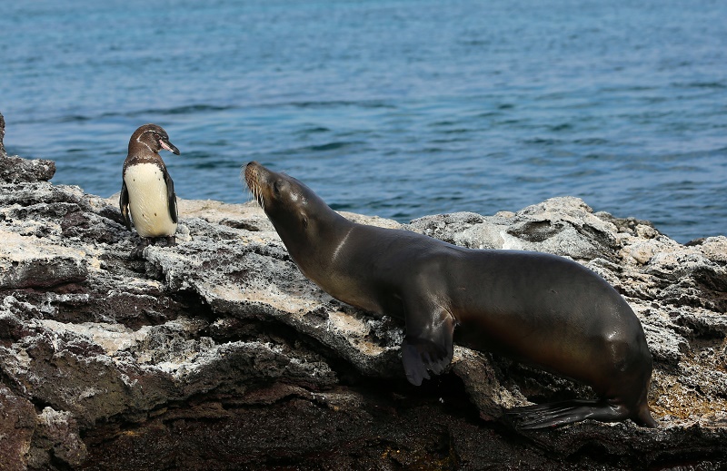 sealion-and-penguin