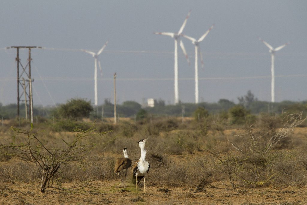 Two male Great Indian Bustards facing wind mill threats in India's Gujarat