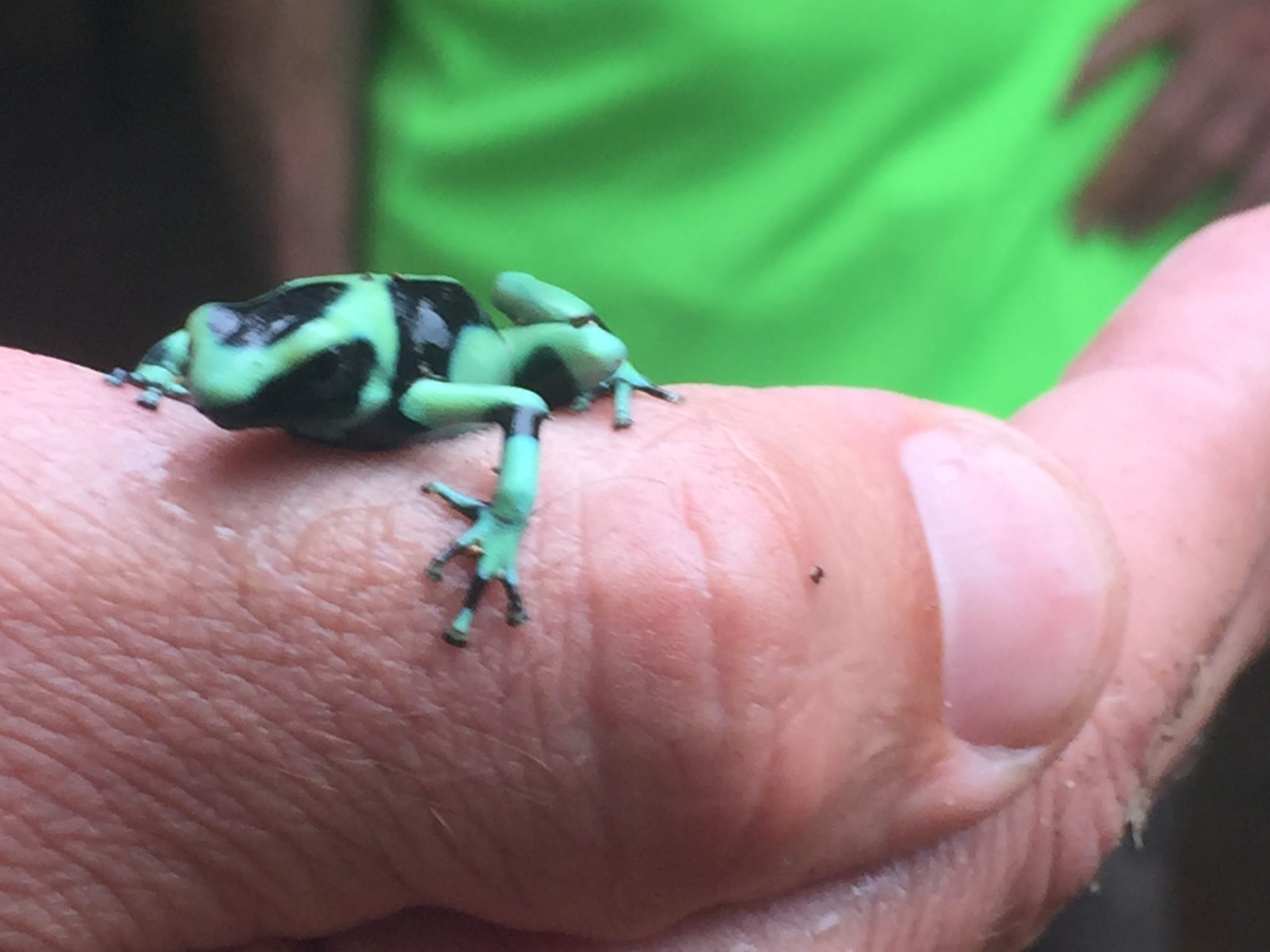 The amazing wildlife of Costa Rica