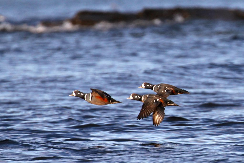 Birds in Flight
