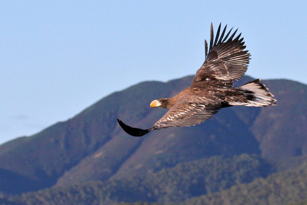 a sea eagle in flight