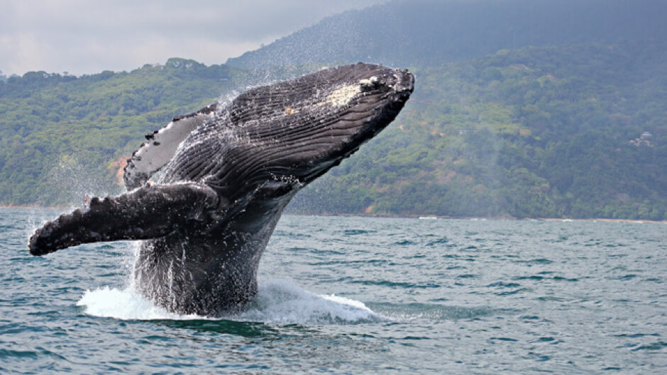 A humpback whale breaching off the coast of costa rica