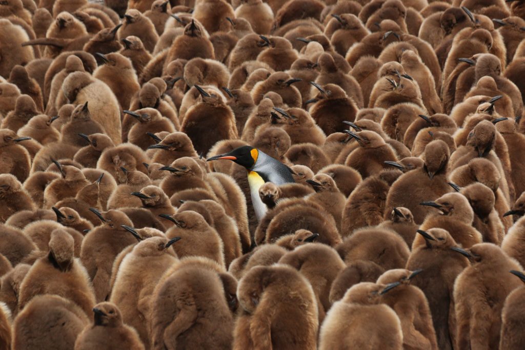 Penguin colony on South Georgia Island