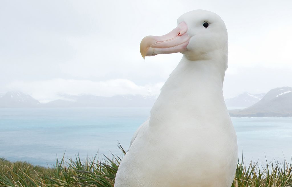 Albatross in Antarctica