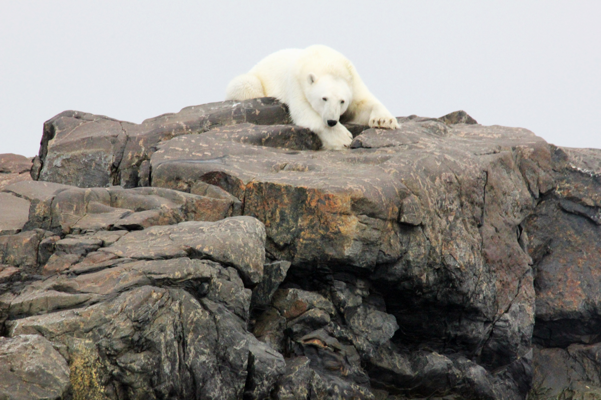 polar bear encounter on an arctic wildlife cruise
