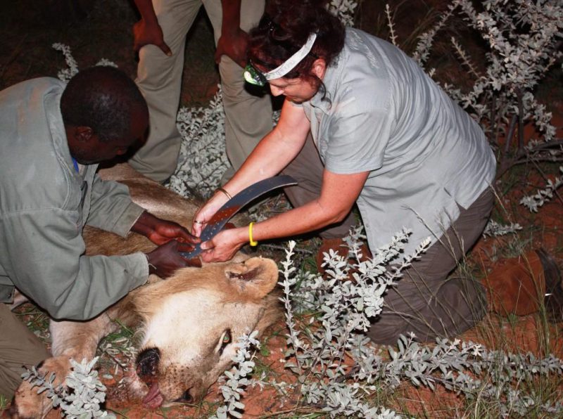 saving the lives of big cats in Namibia