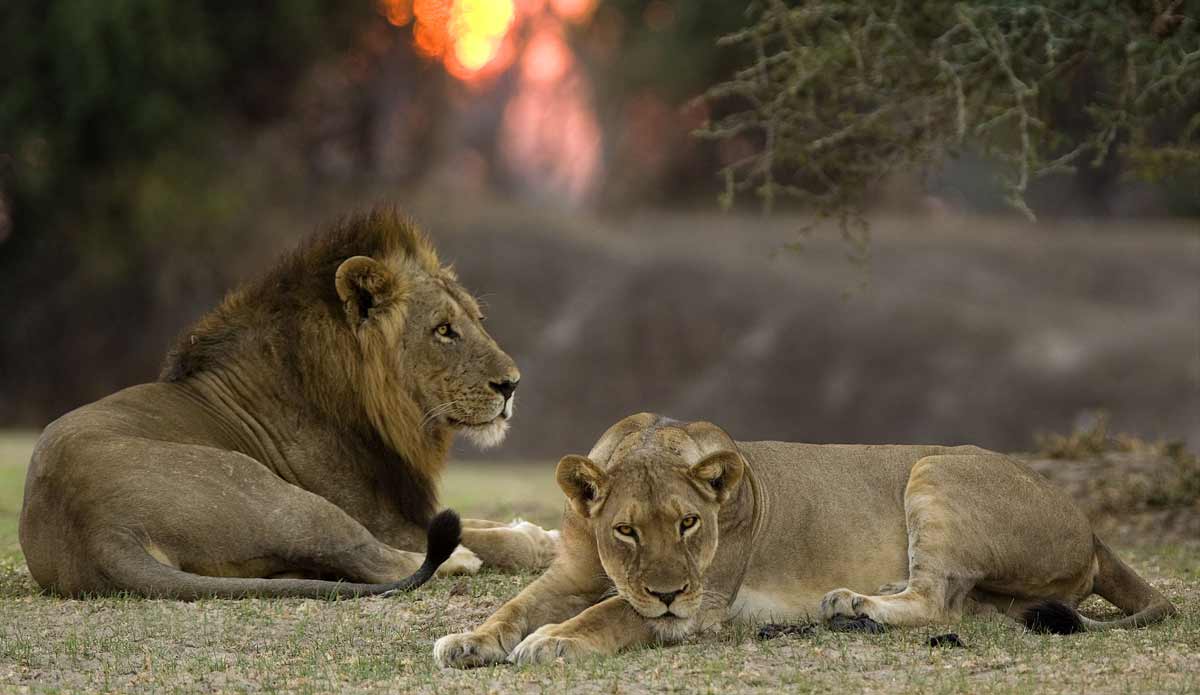 lions on an African safari