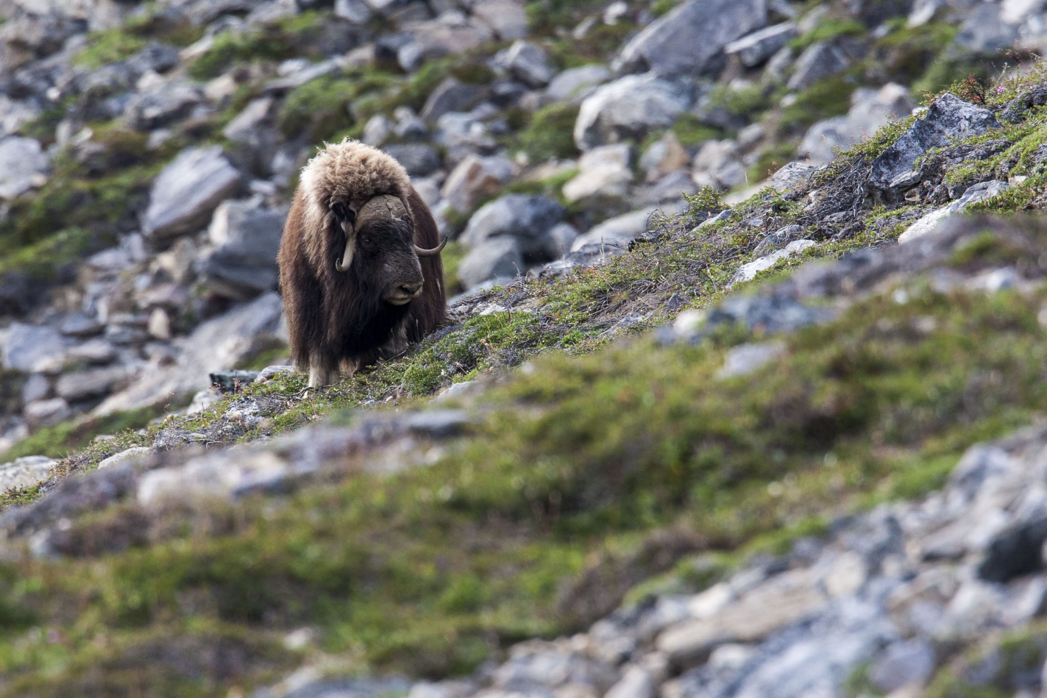 Musk Oxen in Greenland - copyright north winds photography