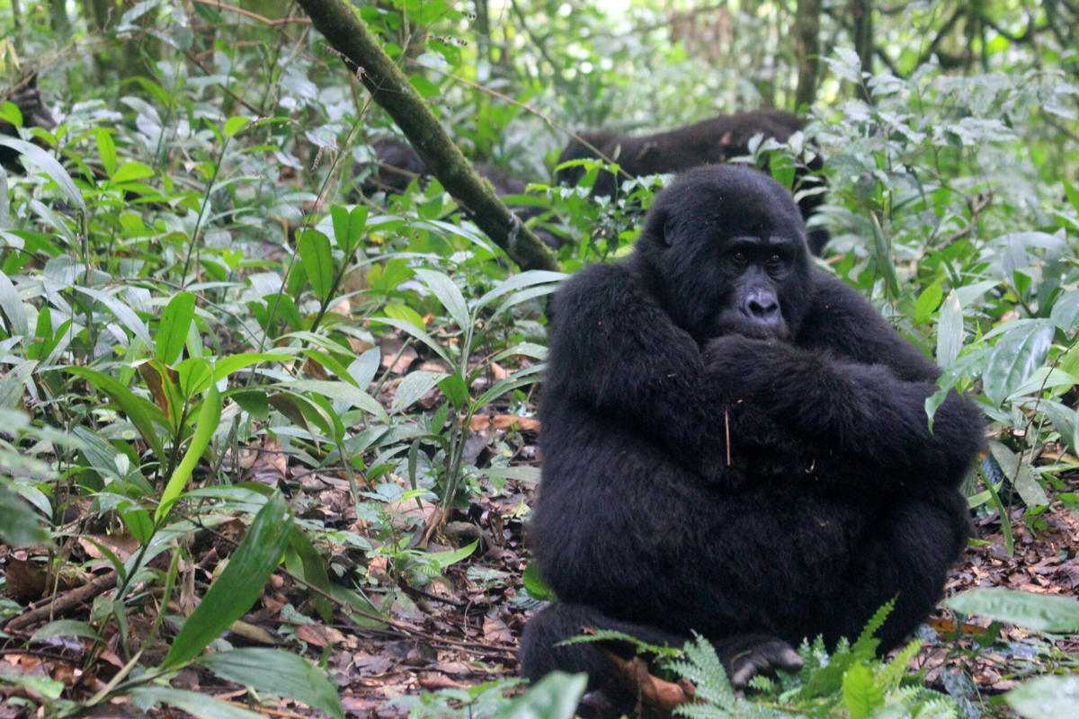 Mountain Gorilla