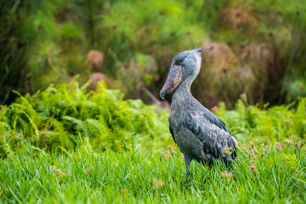 Shoebill Stork In Uganda
