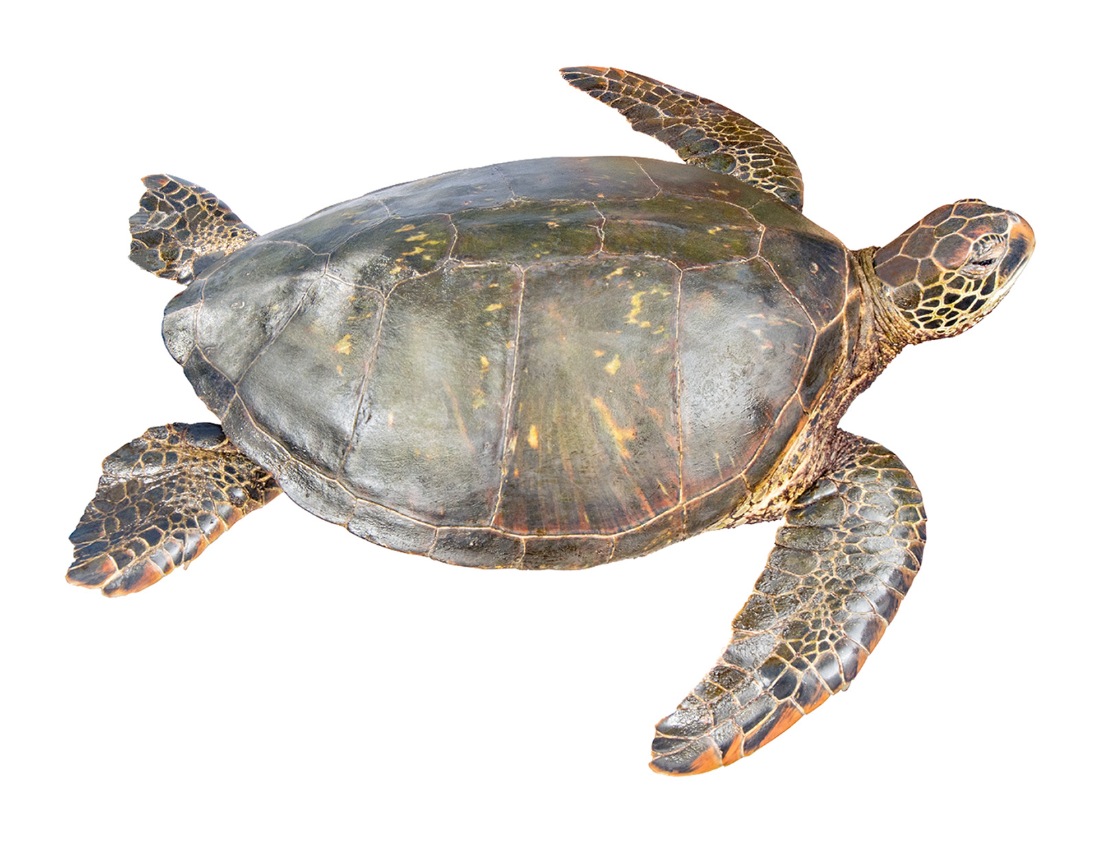 Green Sea Turtle